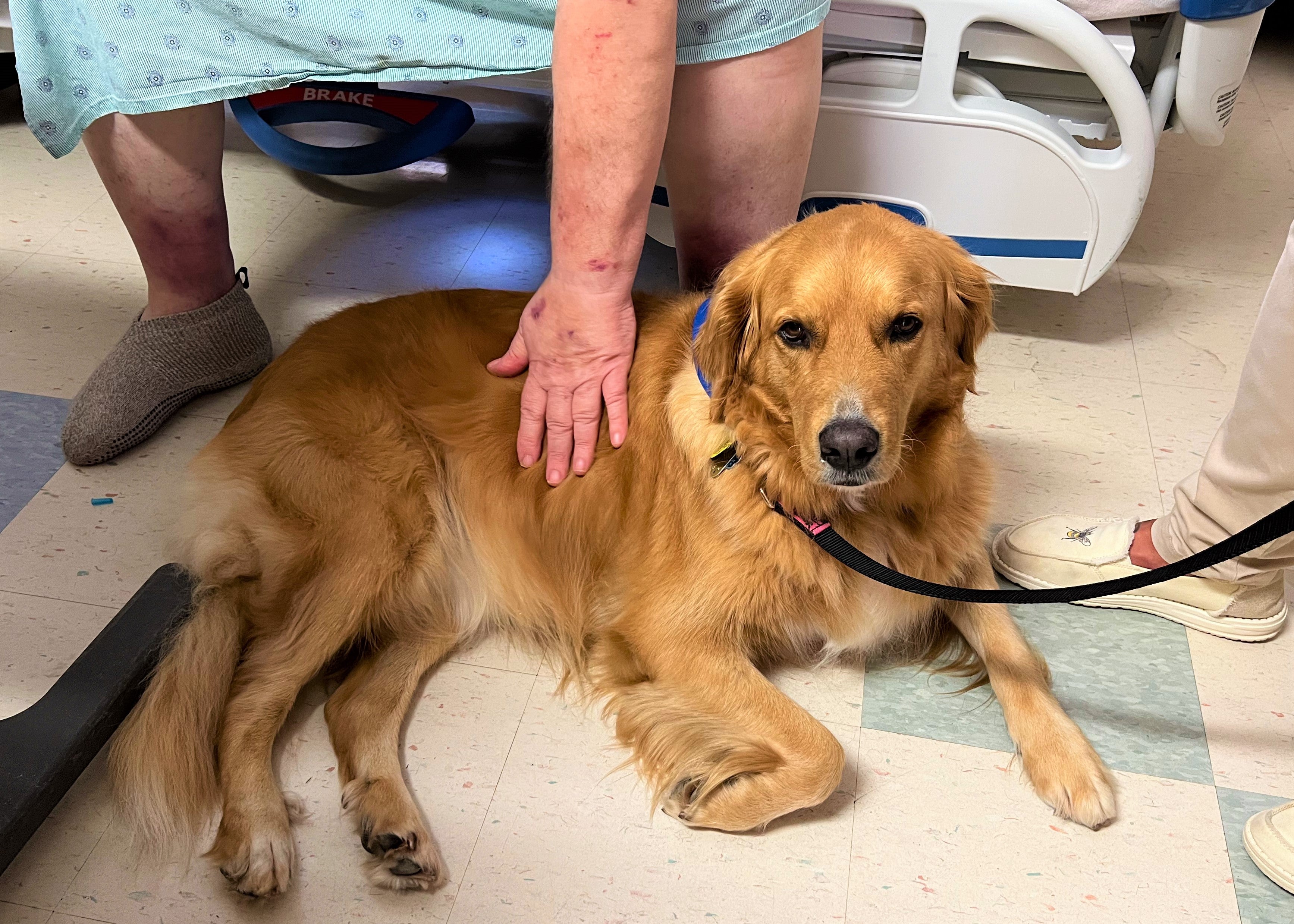 A Welcome Wagger dog.